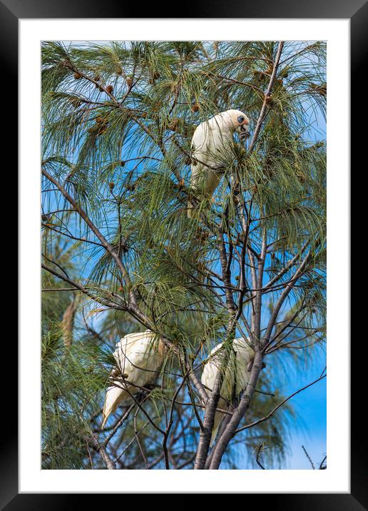 Goffin Cockatoos in the trees at Cape Byron Bay Framed Mounted Print by Andrew Michael