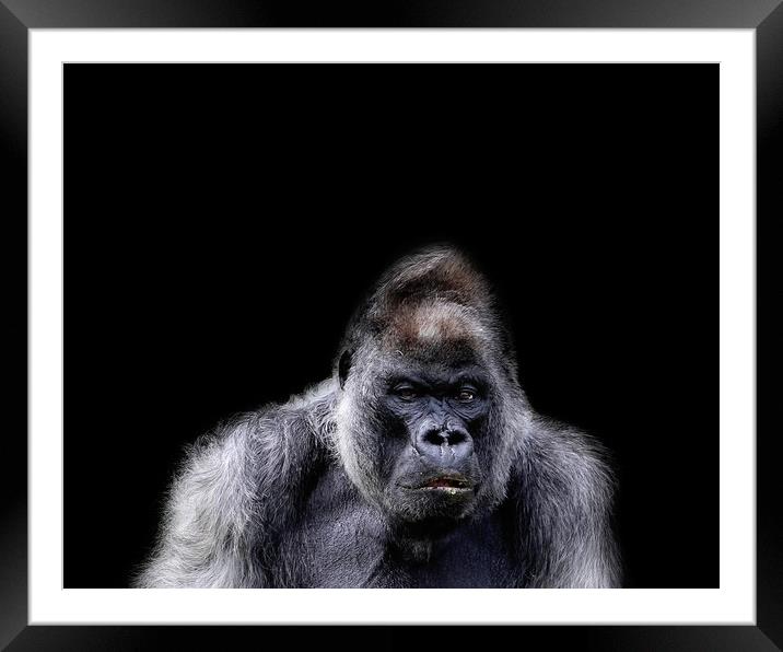 Gorilla Portrait Framed Mounted Print by Paula Puncher