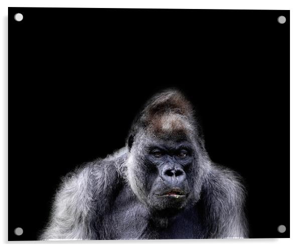 Gorilla Portrait Acrylic by Paula Puncher