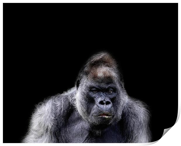 Gorilla Portrait Print by Paula Puncher