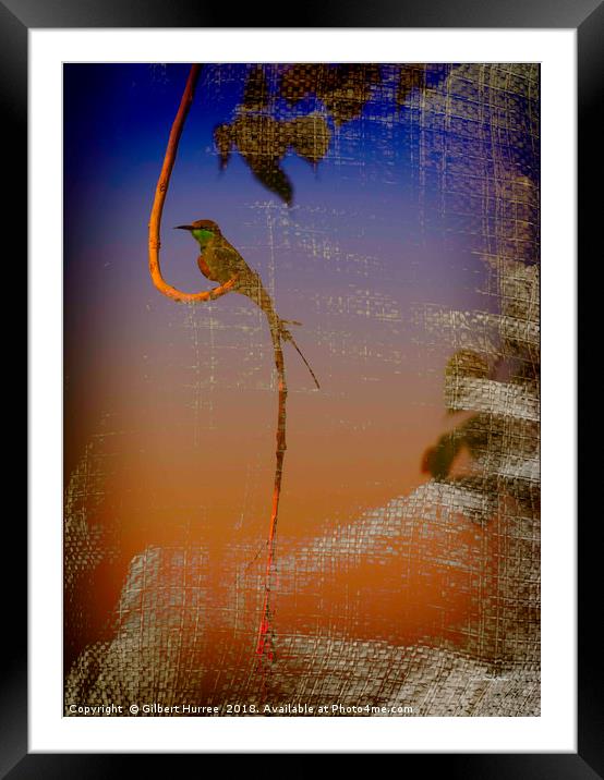 Vibrant Indian Bee-Eater: A Visual Delight Framed Mounted Print by Gilbert Hurree
