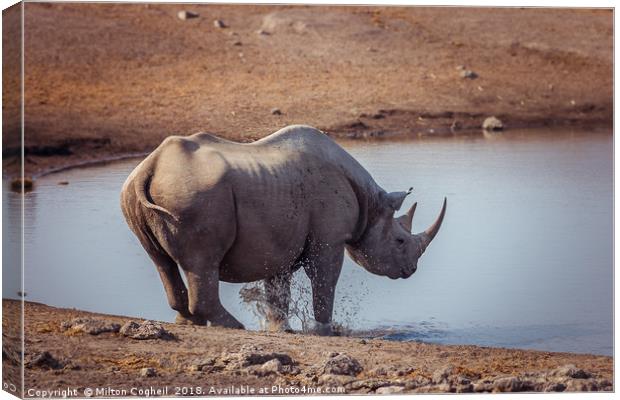 A Black Rhino at a watering hole in Etosha Nationa Canvas Print by Milton Cogheil