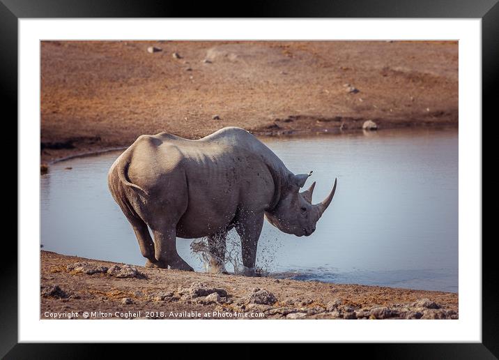 A Black Rhino at a watering hole in Etosha Nationa Framed Mounted Print by Milton Cogheil