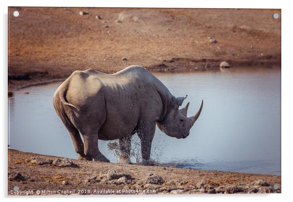 A Black Rhino at a watering hole in Etosha Nationa Acrylic by Milton Cogheil