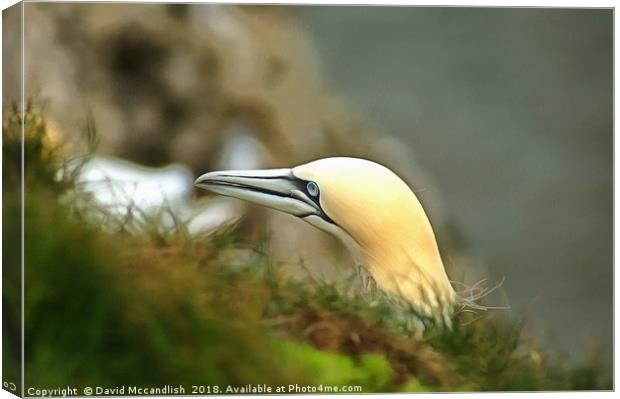 The Stark Face of the Gannet Canvas Print by David Mccandlish