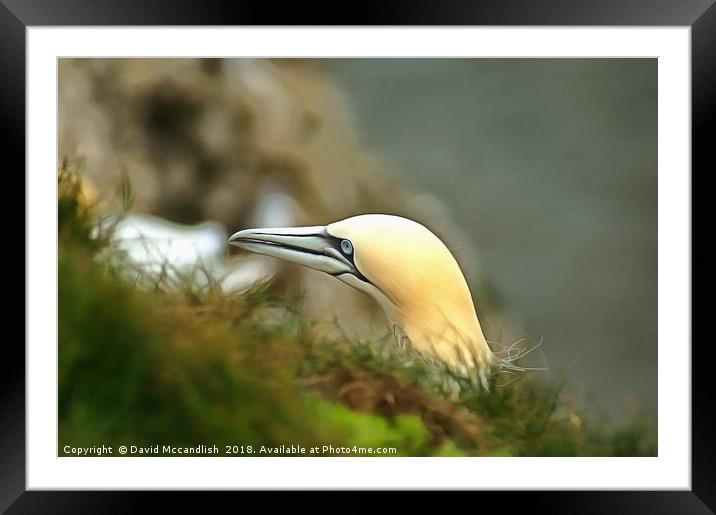 The Stark Face of the Gannet Framed Mounted Print by David Mccandlish
