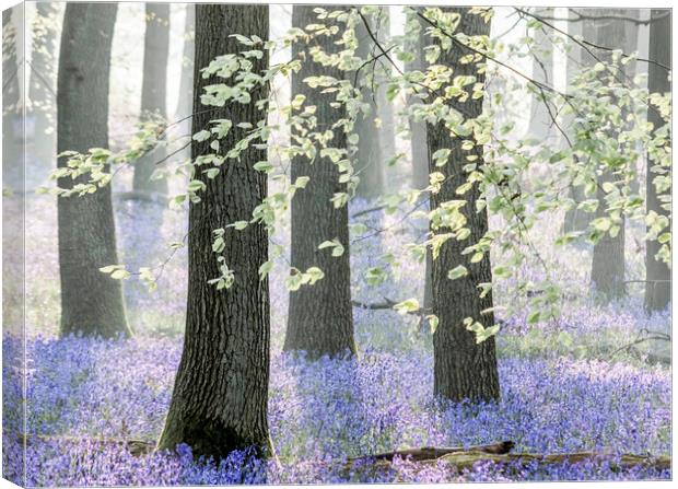 Bluebell Woods Canvas Print by Graham Custance