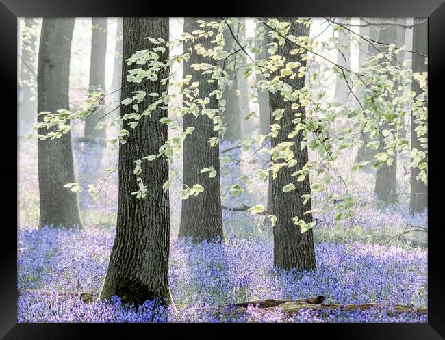 Bluebell Woods Framed Print by Graham Custance