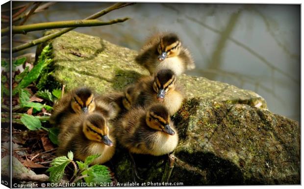"Ducklings first sunbathe" Canvas Print by ROS RIDLEY