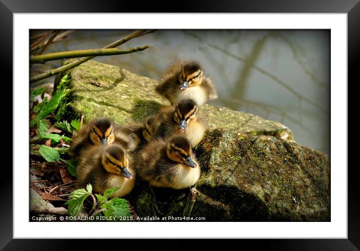 "Ducklings first sunbathe" Framed Mounted Print by ROS RIDLEY