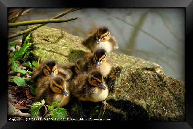 "Ducklings first sunbathe" Framed Print by ROS RIDLEY