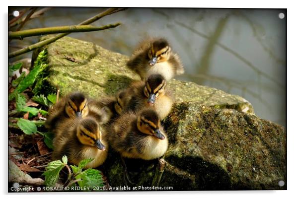 "Ducklings first sunbathe" Acrylic by ROS RIDLEY