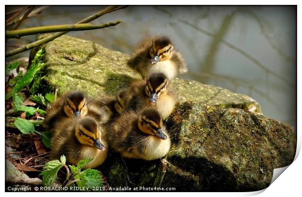 "Ducklings first sunbathe" Print by ROS RIDLEY