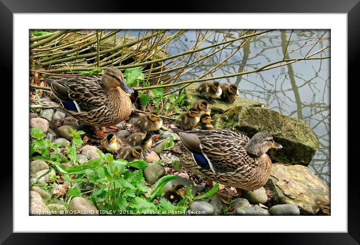 "Meet the Mallards" Framed Mounted Print by ROS RIDLEY
