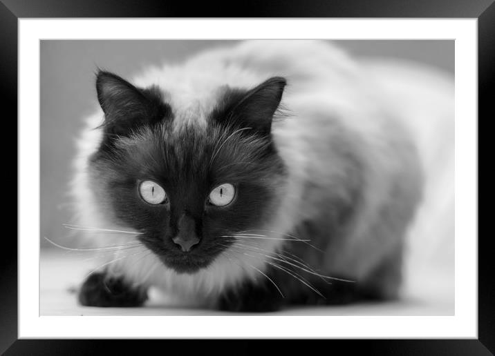 Ragdoll cat Framed Mounted Print by Andrew Michael