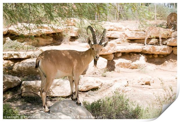 Nubian Ibex  Print by PhotoStock Israel
