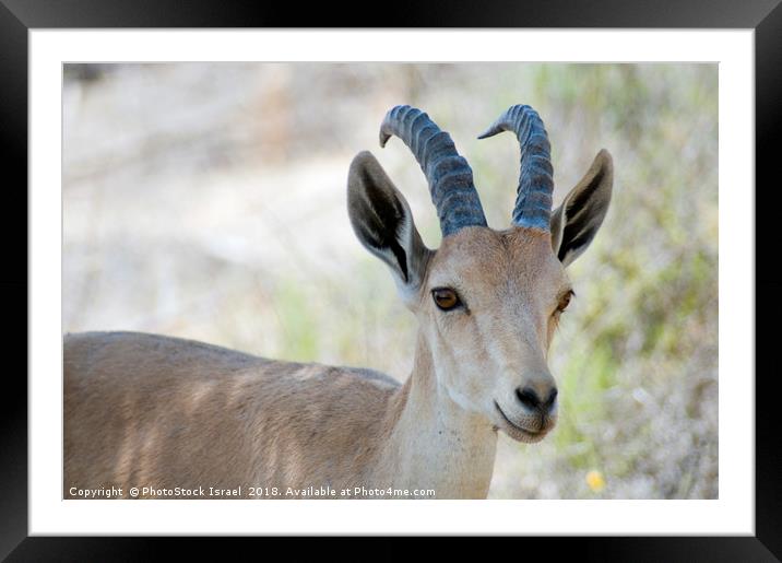 Nubian Ibex Framed Mounted Print by PhotoStock Israel