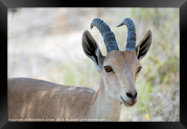 Nubian Ibex Framed Print by PhotoStock Israel