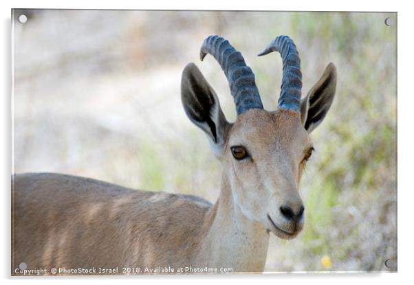 Nubian Ibex Acrylic by PhotoStock Israel