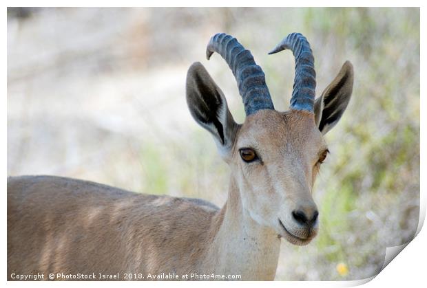 Nubian Ibex Print by PhotoStock Israel