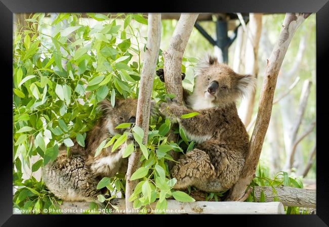 Female Koala in an Eucalyptus tree Framed Print by PhotoStock Israel