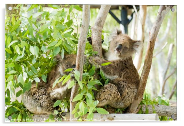 Female Koala in an Eucalyptus tree Acrylic by PhotoStock Israel