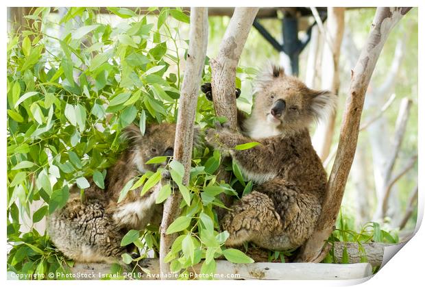 Female Koala in an Eucalyptus tree Print by PhotoStock Israel