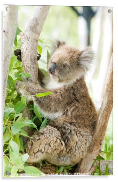 Female Koala in an Eucalyptus tree Acrylic by PhotoStock Israel