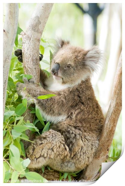 Female Koala in an Eucalyptus tree Print by PhotoStock Israel