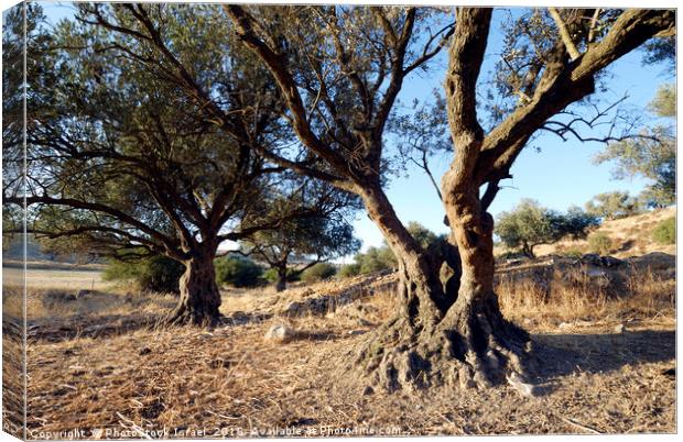Israel, Lachish Olive tree Canvas Print by PhotoStock Israel