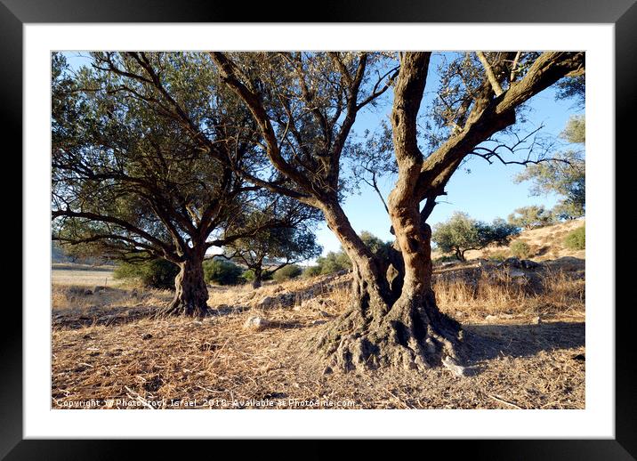 Israel, Lachish Olive tree Framed Mounted Print by PhotoStock Israel