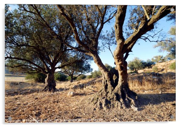 Israel, Lachish Olive tree Acrylic by PhotoStock Israel
