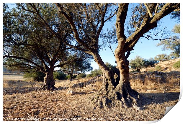 Israel, Lachish Olive tree Print by PhotoStock Israel