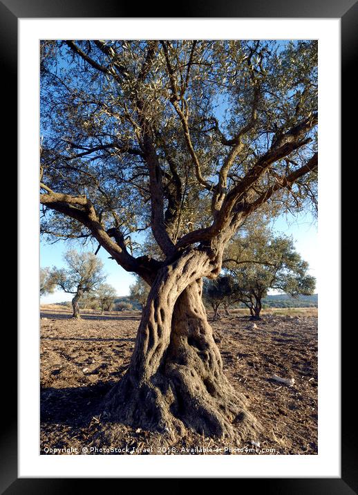 Israel, Lachish Olive tree Framed Mounted Print by PhotoStock Israel