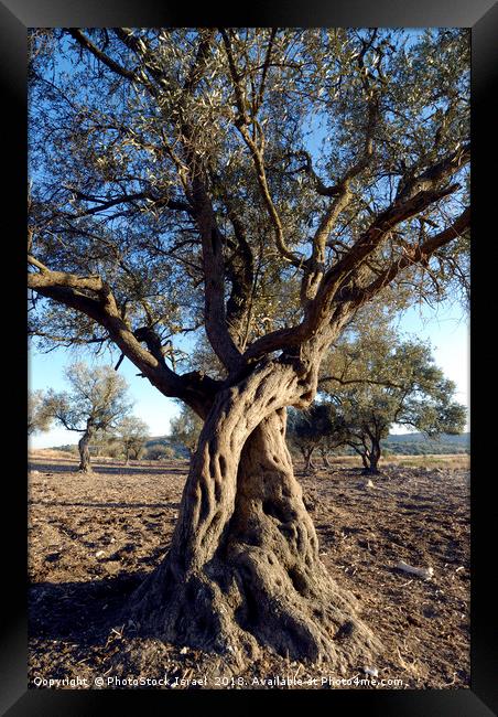 Israel, Lachish Olive tree Framed Print by PhotoStock Israel