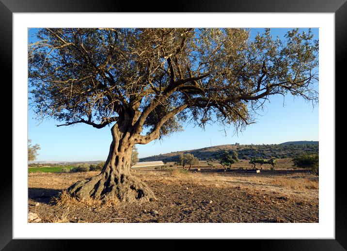 Israel, Lachish Olive tree Framed Mounted Print by PhotoStock Israel