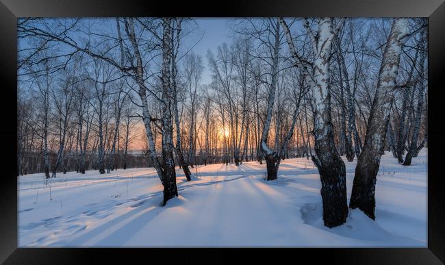 Winter evening in a birch grove Framed Print by Dobrydnev Sergei