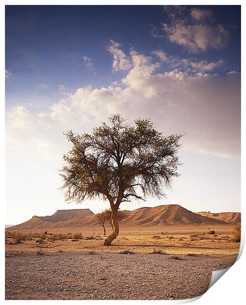 The One Tree Print by Simon Curtis