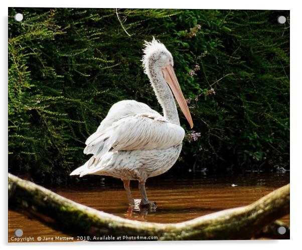 Pelican Acrylic by Jane Metters