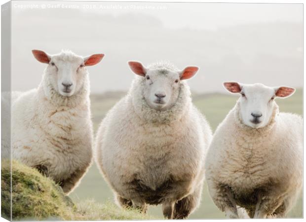 3 sheep watching Canvas Print by Geoff Beattie