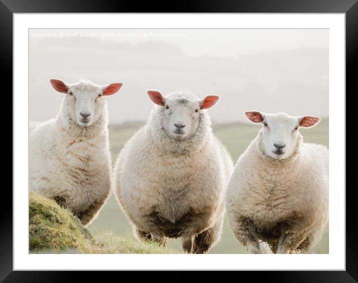 3 sheep watching Framed Mounted Print by Geoff Beattie
