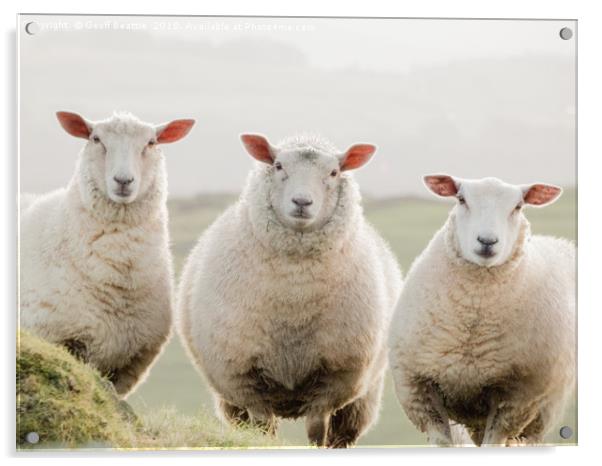 3 sheep watching Acrylic by Geoff Beattie