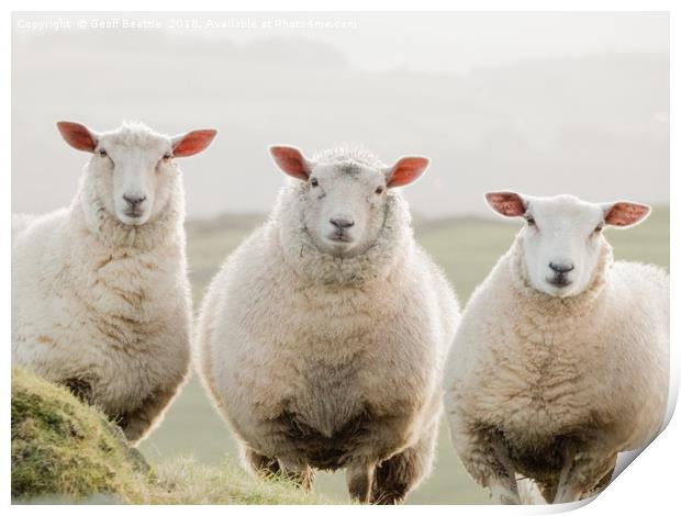 3 sheep watching Print by Geoff Beattie