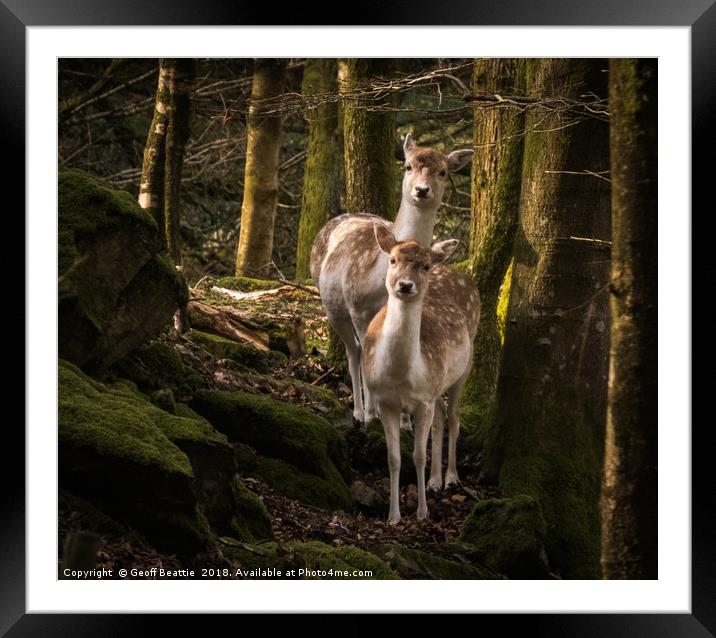 2 fallow deer in the woodland morning light Framed Mounted Print by Geoff Beattie