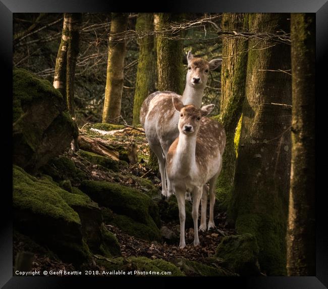 2 fallow deer in the woodland morning light Framed Print by Geoff Beattie