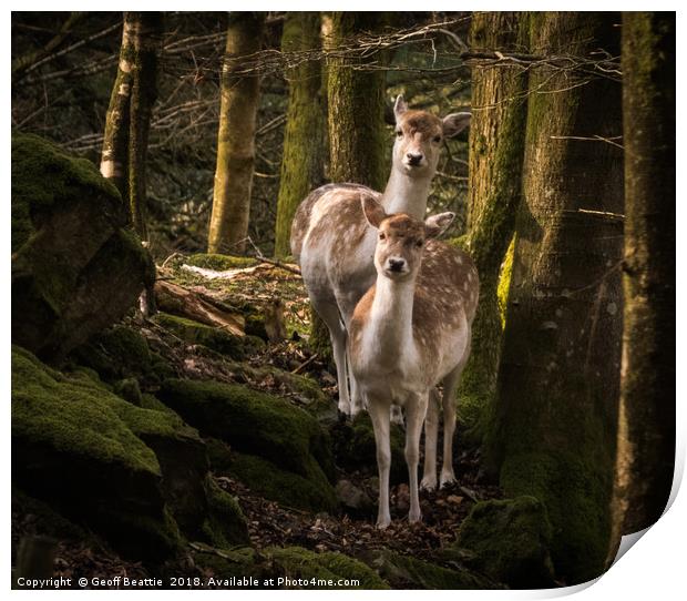 2 fallow deer in the woodland morning light Print by Geoff Beattie