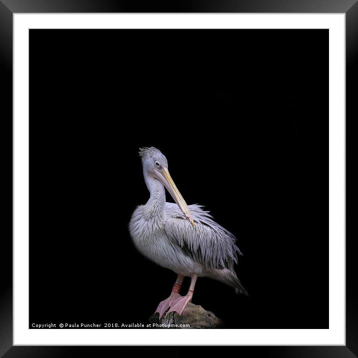 Pelican  Framed Mounted Print by Paula Puncher