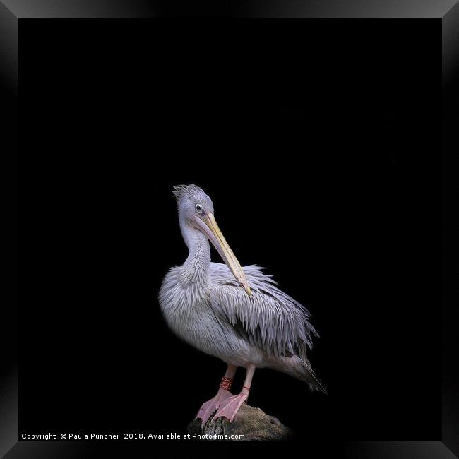 Pelican  Framed Print by Paula Puncher