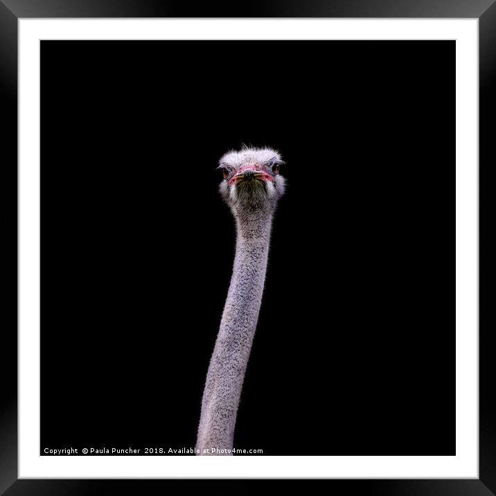  Ostrich portrait Framed Mounted Print by Paula Puncher