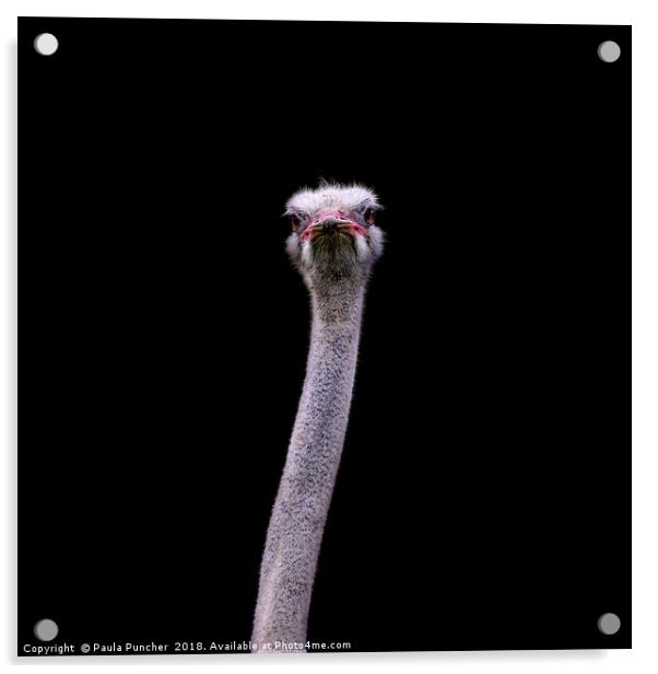  Ostrich portrait Acrylic by Paula Puncher